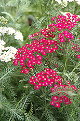 Fire King Yarrow (Achillea millefolium 'Fire King') at Lakeshore Garden Centres