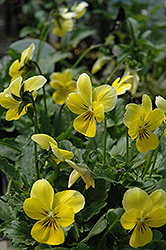 Princess Yellow Pansy (Viola cornuta 'Princess Yellow') at Lakeshore Garden Centres