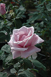 Sterling Silver Rose (Rosa 'Sterling Silver') at Lakeshore Garden Centres