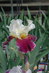 Crimson Snow (Iris 'Crimson Snow') at Lakeshore Garden Centres