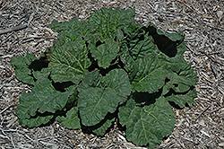 Honey Red Rhubarb (Rheum 'Honey Red') at Lakeshore Garden Centres