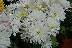 Jason White Chrysanthemum (Chrysanthemum 'Jason White') at Lakeshore Garden Centres