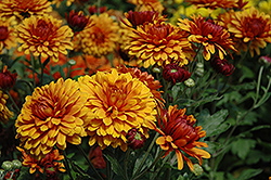 Karelli Bronze Chrysanthemum (Chrysanthemum 'Karelli Bronze') at Lakeshore Garden Centres