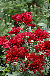 Jenny Wren Red Chrysanthemum (Chrysanthemum 'Jenny Wren Red') at Lakeshore Garden Centres