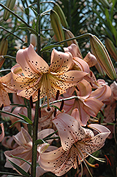 Coral Lily (Lilium tenuifolium 'Rose') at Lakeshore Garden Centres