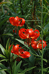 Coral Lily (Lilium pumilum) at Lakeshore Garden Centres