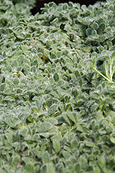 Alpine Mouse Ears (Cerastium alpinum) at Lakeshore Garden Centres