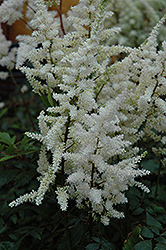Bumalda Astilbe (Astilbe x arendsii 'Bumalda') at Lakeshore Garden Centres