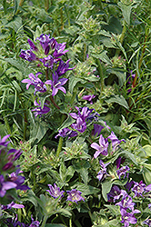 Joan Elliot Bellflower (Campanula glomerata 'Joan Elliot') at Lakeshore Garden Centres