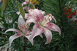 Dot Com Lily (Lilium 'Dot Com') at Lakeshore Garden Centres