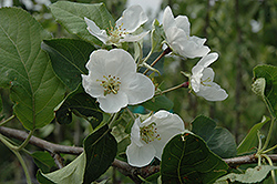 Shafer Applecrab (Malus 'Shafer') at Lakeshore Garden Centres