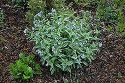 Roy Davidson Lungwort (Pulmonaria 'Roy Davidson') at Lakeshore Garden Centres