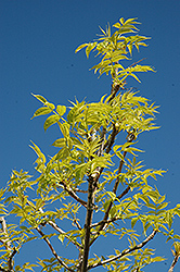 Major's Gold Ash (Fraxinus nigra 'Major's Gold') at Lakeshore Garden Centres