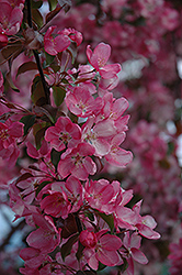 Rudolph Flowering Crab (Malus 'Rudolph') at Lakeshore Garden Centres