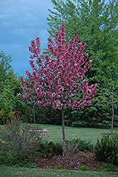 Rudolph Flowering Crab (Malus 'Rudolph') at Lakeshore Garden Centres