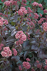 Lynda Windsor Stonecrop (Sedum 'Lynda Windsor') at Lakeshore Garden Centres