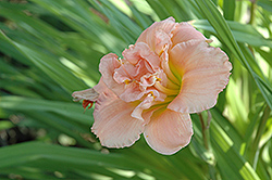 Siloam Double Delight Daylily (Hemerocallis 'Siloam Double Delight') at Lakeshore Garden Centres