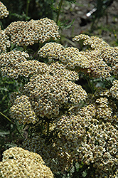 Citronella Yarrow (Achillea millefolium 'Citronella') at Lakeshore Garden Centres