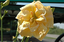 Double Ransom Daylily (Hemerocallis 'Double Ransom') at Lakeshore Garden Centres