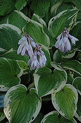 Golden Tiara Hosta (Hosta 'Golden Tiara') at Mainescape Nursery