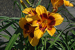 Black Eyed Susan Daylily (Hemerocallis 'Black Eyed Susan') at Lakeshore Garden Centres