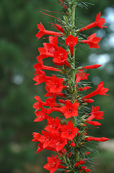 Standing Cypress (Ipomopsis rubra) at Lakeshore Garden Centres