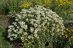 Snow White Beebalm (Monarda 'Snow White') at Lakeshore Garden Centres