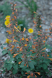Apricot Sunrise Hyssop (Agastache 'Apricot Sunrise') at Lakeshore Garden Centres