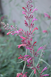 Desert Sunrise Hyssop (Agastache 'Desert Sunrise') at Lakeshore Garden Centres