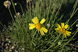 Plains Hymenoxys (Hymenoxys scaposa) at Lakeshore Garden Centres