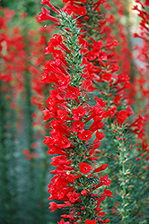 Standing Cypress (Ipomopsis rubra) at Lakeshore Garden Centres
