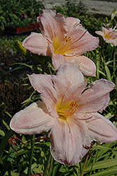 Barbara Mitchell Daylily (Hemerocallis 'Barbara Mitchell') at Lakeshore Garden Centres