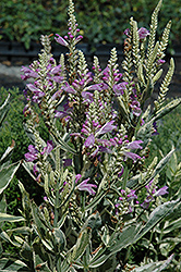 Variegated Obedient Plant (Physostegia virginiana 'Variegata') at Lakeshore Garden Centres