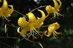 Turk's Cap Lily (Lilium leichtlinii) at Lakeshore Garden Centres