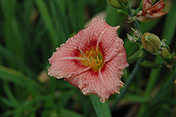Siloam Bye Lo Daylily (Hemerocallis 'Siloam Bye Lo') at Lakeshore Garden Centres