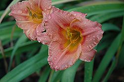 Siloam Little Girl Daylily (Hemerocallis 'Siloam Little Girl') at Lakeshore Garden Centres