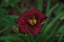Purple Rain Daylily (Hemerocallis 'Purple Rain') at Lakeshore Garden Centres