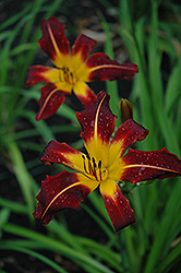 Wyandotte Daylily (Hemerocallis 'Wyandotte') at Lakeshore Garden Centres