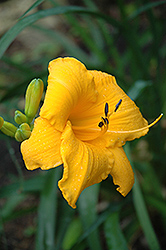 Decatur Gleam Daylily (Hemerocallis 'Decatur Gleam') at Lakeshore Garden Centres