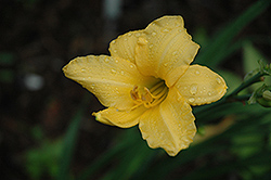 Caprician Honey Gold Daylily (Hemerocallis 'Caprician Honey Gold') at Lakeshore Garden Centres