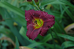 Minstrel Boy Daylily (Hemerocallis 'Minstrel Boy') at Lakeshore Garden Centres