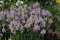 Obedient Plant (Physostegia virginiana) at Peter Knippel Garden Centre