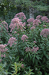 Glow Joe Pye Weed (Eupatorium maculatum 'Glow') at Lakeshore Garden Centres