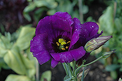 Laguna Purple Lisianthus (Eustoma grandiflorum 'Laguna Purple') at Lakeshore Garden Centres
