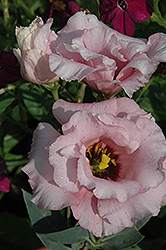 Cinderella Pink Lisianthus (Eustoma grandiflorum 'Cinderella Pink') at Lakeshore Garden Centres