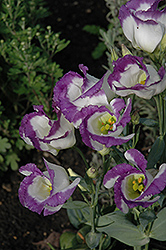 Sapphire Blue Chip Lisianthus (Eustoma grandiflorum 'Sapphire Blue Chip') at Lakeshore Garden Centres