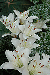Lennox Lily (Lilium 'Lennox') at Lakeshore Garden Centres