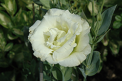 Cinderella White Lisianthus (Eustoma grandiflorum 'Cinderella White') at Lakeshore Garden Centres