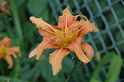 Kwanso Daylily (Hemerocallis fulva 'Kwanso') at Lakeshore Garden Centres