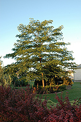 Prairie Silk Honeylocust (Gleditsia triacanthos 'Prairie Silk') at Lakeshore Garden Centres